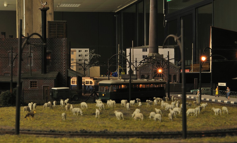 Schafe auf Gibitzenhof